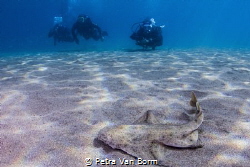 Baby Angelshark / We are always delighted to see baby ang... by Petra Van Borm 